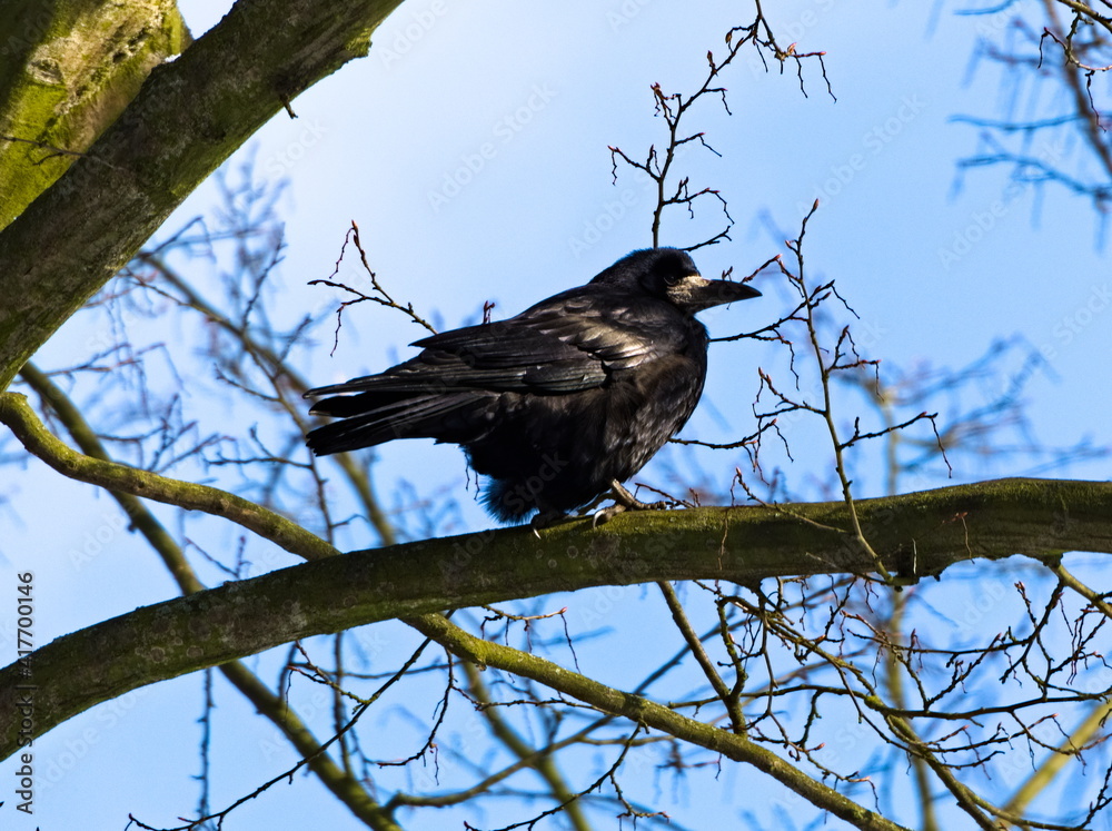 The rook (Corvus frugilegus) sitting on a branch The rook (Corvus frugilegus) sitting on a branch