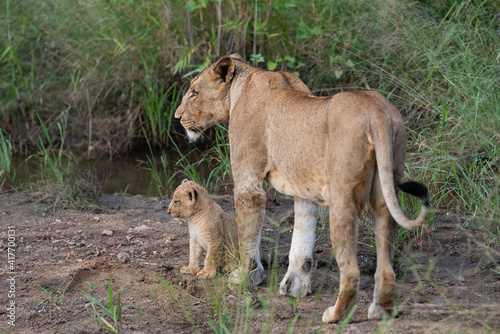 A female Lion and her 6 week old Lion cub seen on a safari in South Africa