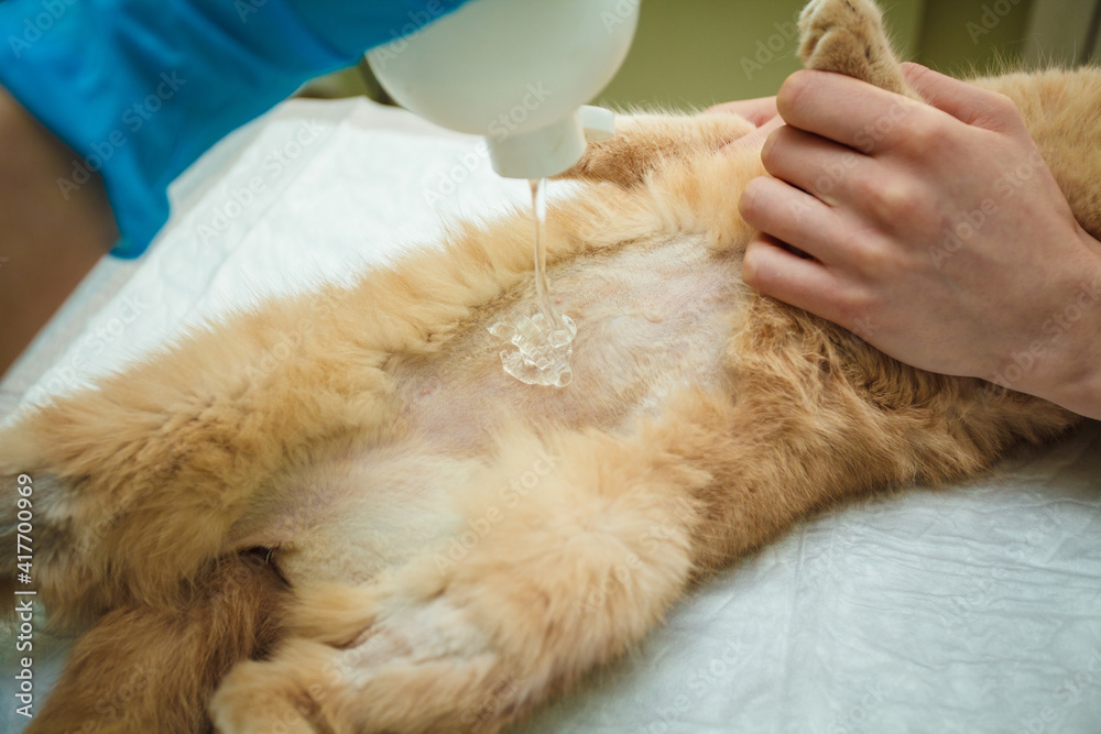 The doctor does an ultrasound examination of the cat's abdomen, an animal on the operating table, a doctor and a patient, a veterinary clinic. Scottish Fold Cat. The doctor does an ultrasound examination of the cat's abdomen, an animal on the operating table, a doctor and a patient, a veterinary clinic. Scottish Fold Cat.