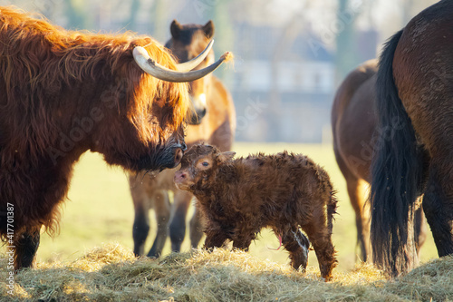 close up of a newborn calf of a scottish highlander in a herd with the mother contained in soft spring light