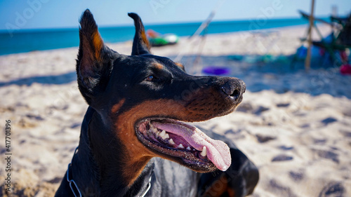 Doberman pincher portrait on sea beach close up