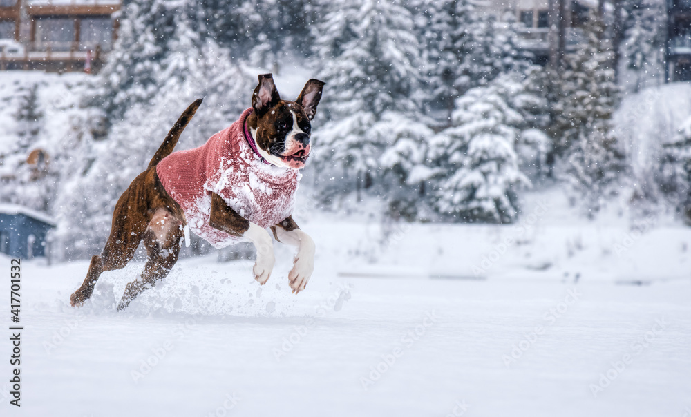 Adorable Boxer Dog playing in a snow covered frozen lake during winter time. Alta Lake, Whistler, British Columbia, Canada. Adorable Boxer Dog playing in a snow covered frozen lake during winter time. Alta Lake, Whistler, British Columbia, Canada.