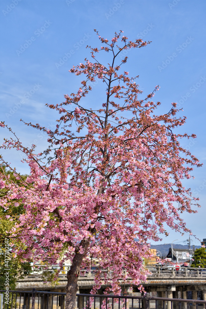 三条大橋のたもとの河津桜