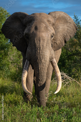 Massive Elephant bull with large tusks seen on a safari in South Africa