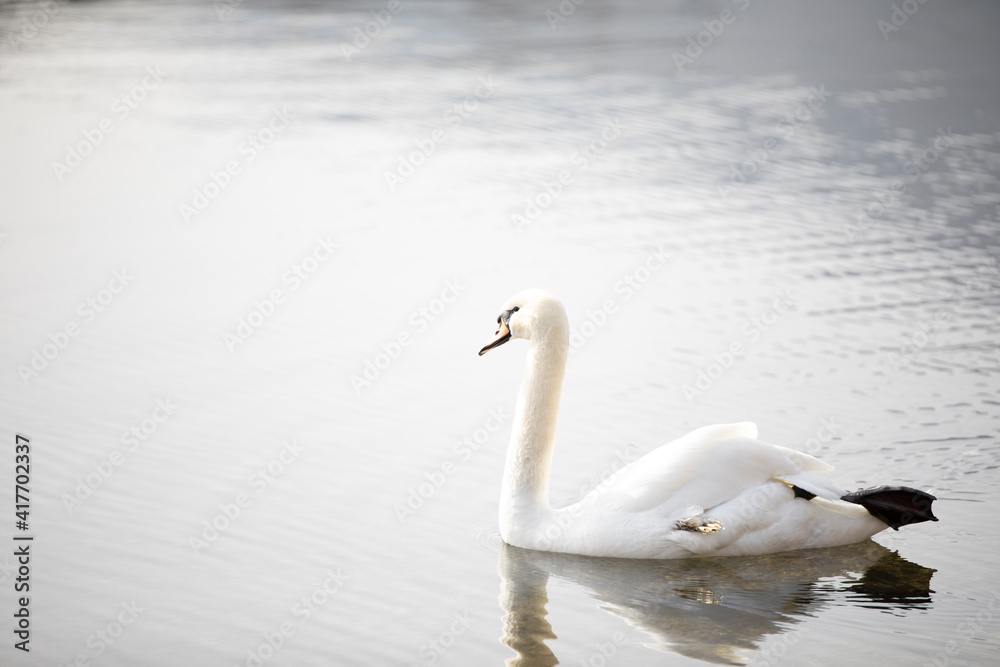 lago lago