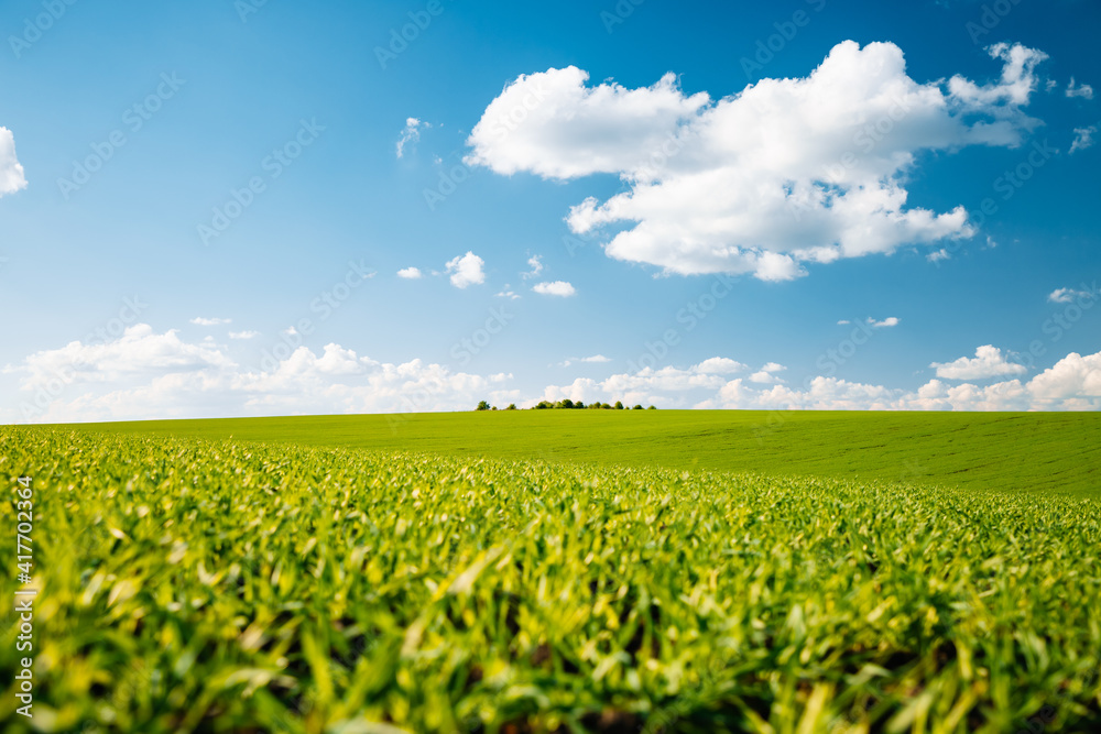 Bright green field and perfect blue sky. Agricultural area of Ukraine, Europe.