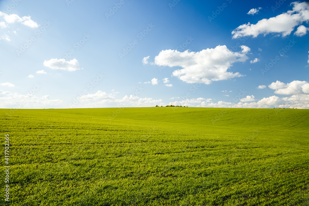 Bright green field and perfect blue sky. Agricultural area of Ukraine, Europe.