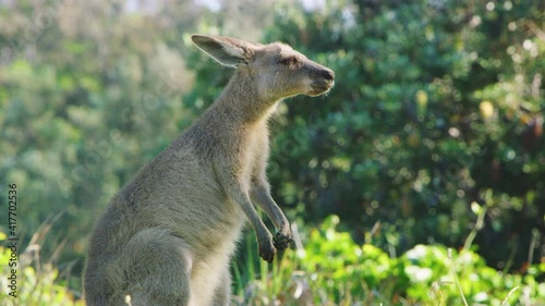 Kangaroo in the wild swallowing its food photo