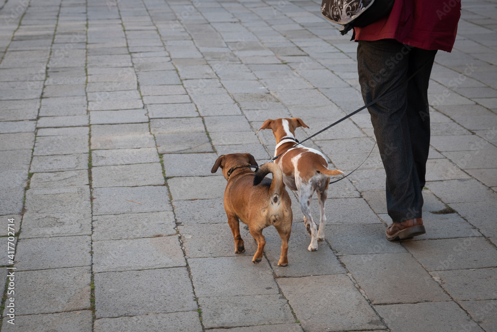 Two domestic dogs for a walk in the street.