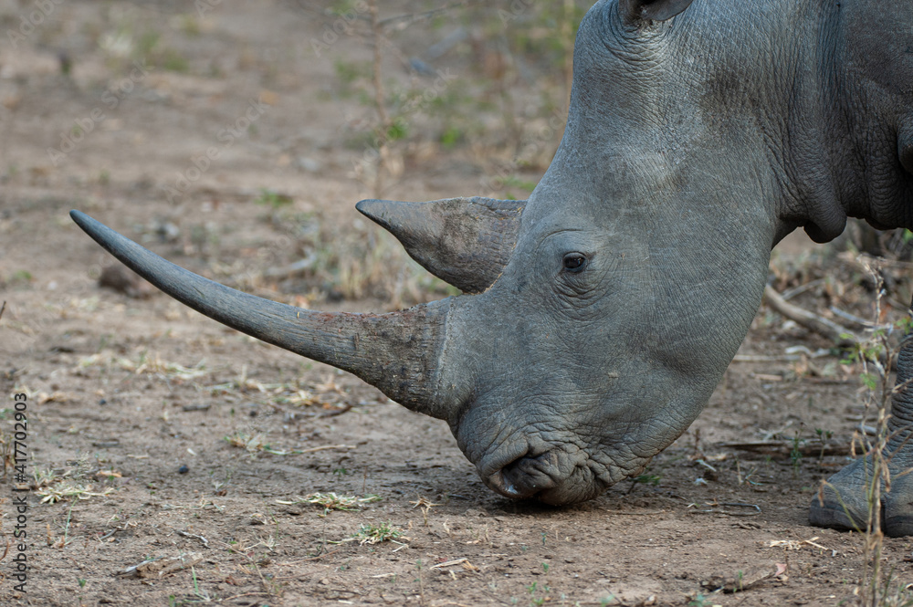 A White Rhino seen on a safari in South Africa A White Rhino seen on a safari in South Africa
