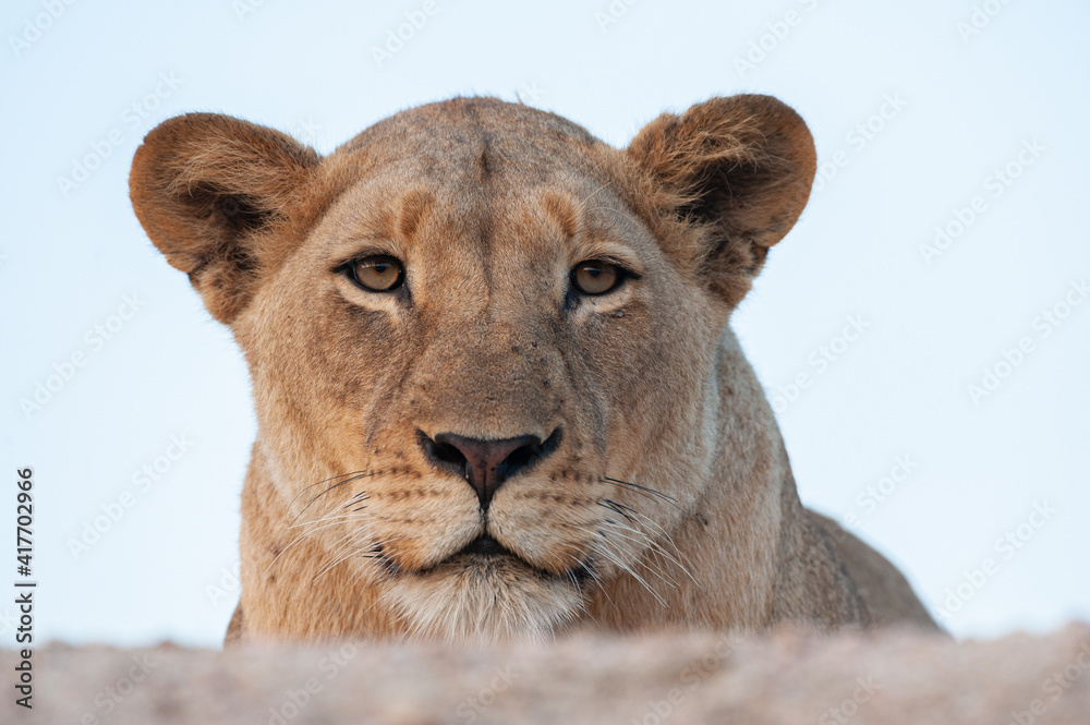 Obraz premium A portrait of a female lion seen on a safari in South Africa