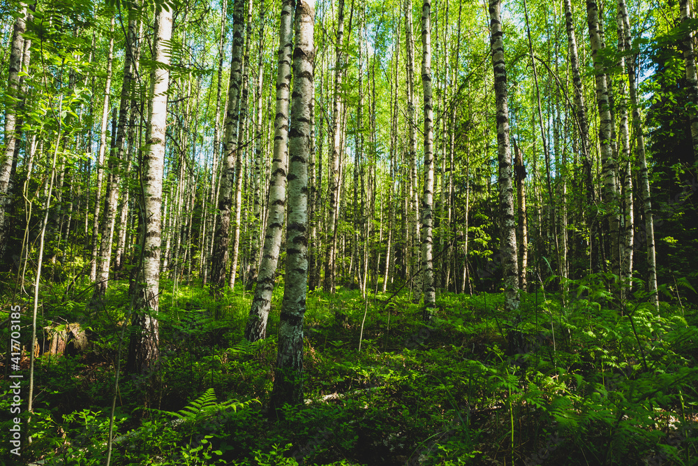 Forest in summer light