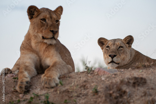 2 female lions seen on a safari in South Africa