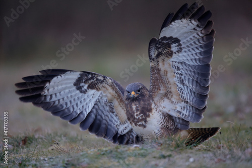 Buse variable Buteo buteo au sol