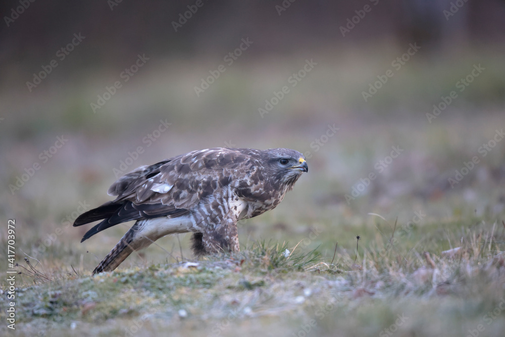 Obraz premium Buse variable Buteo buteo au sol