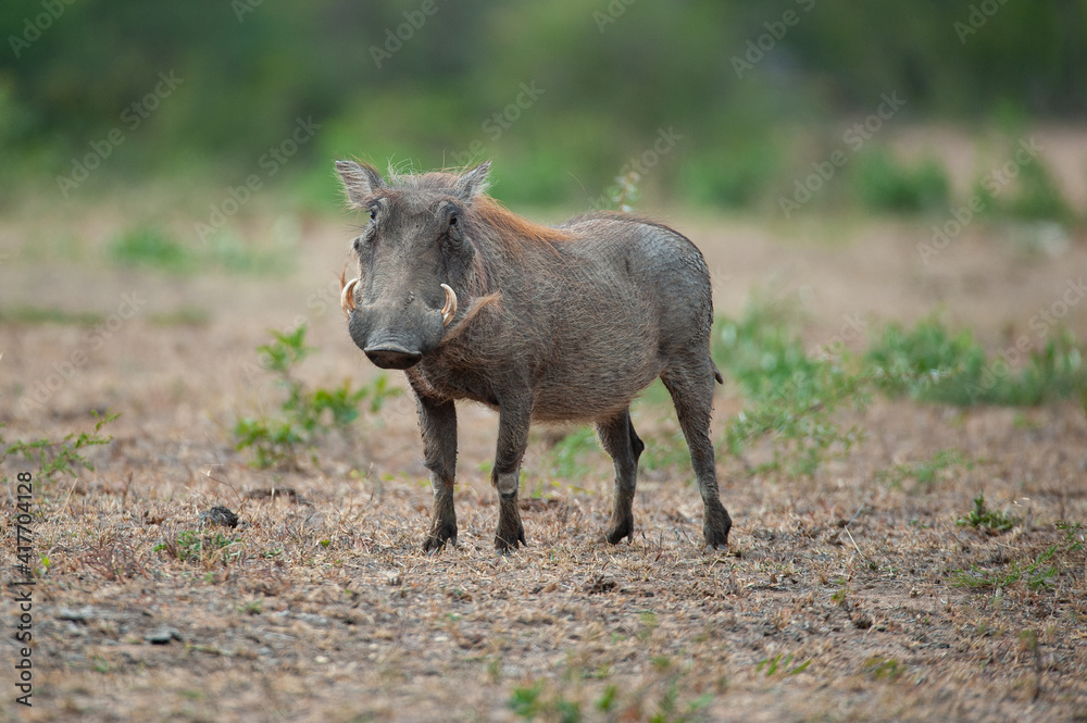 A female Warthog seen on a safari in South Africa A female Warthog seen on a safari in South Africa