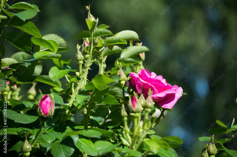 Bright pink bush rose, blooming in summer. Flower close-up