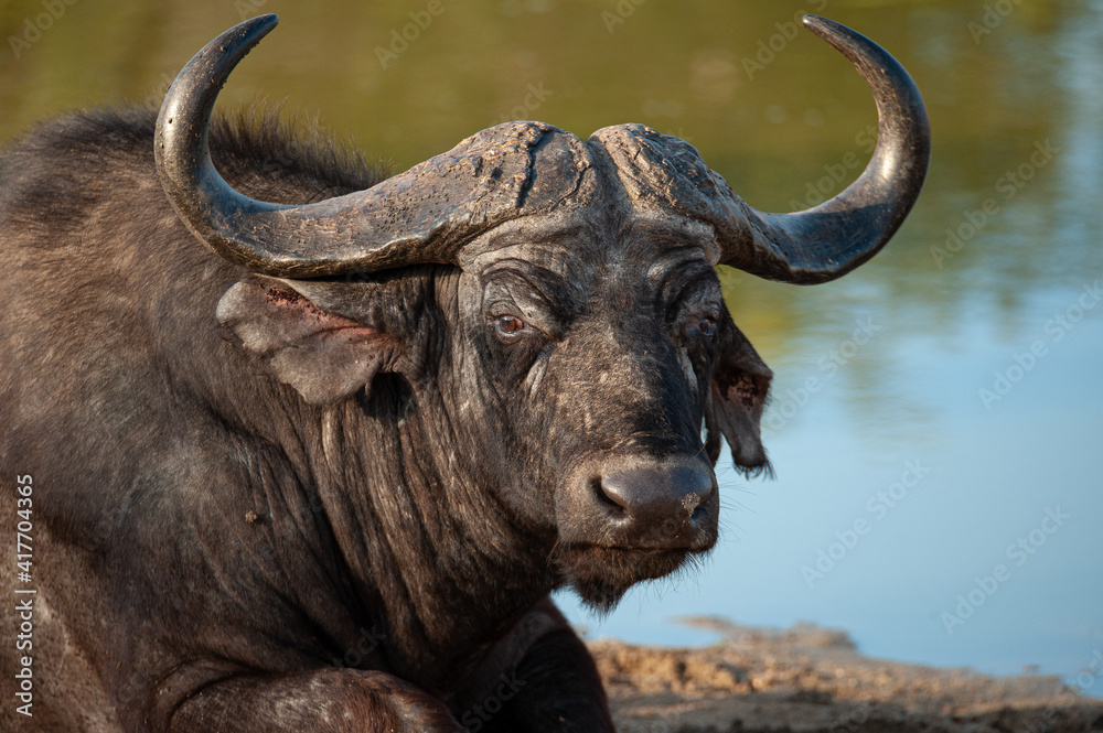 Cape Buffalo lying at a waterhole on a safari in South Africa Cape Buffalo lying at a waterhole on a safari in South Africa