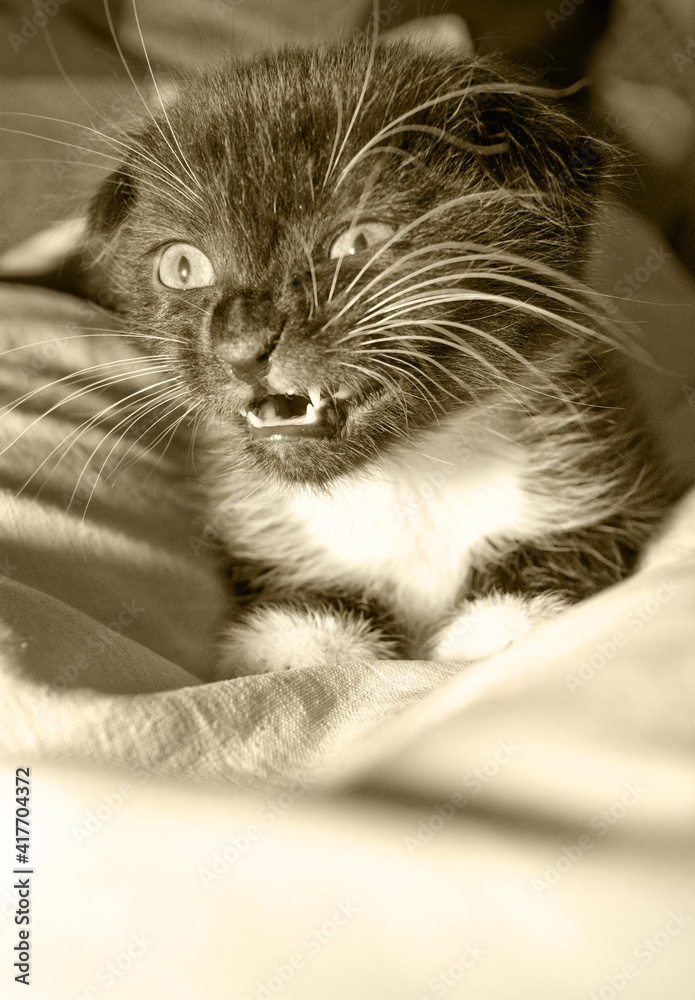 The little kitten is angry.