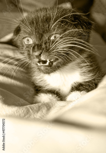 Obraz na płótnie The little kitten is angry. w salonie