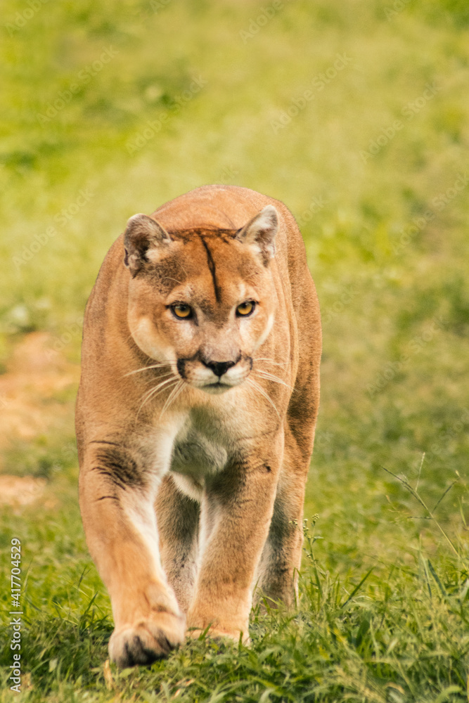 Obraz premium Puma caminando