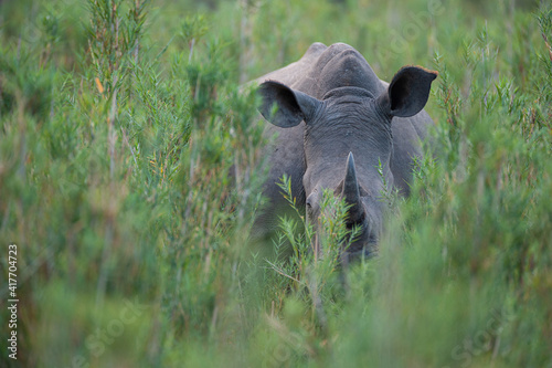 A White Rhino seen on a safari in South Africa