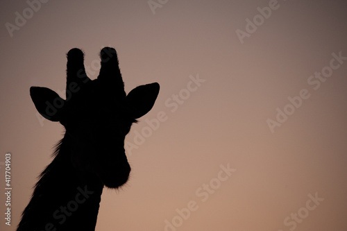 Silhouette of a giraffe seen at sunrise on a safari in South Africa
