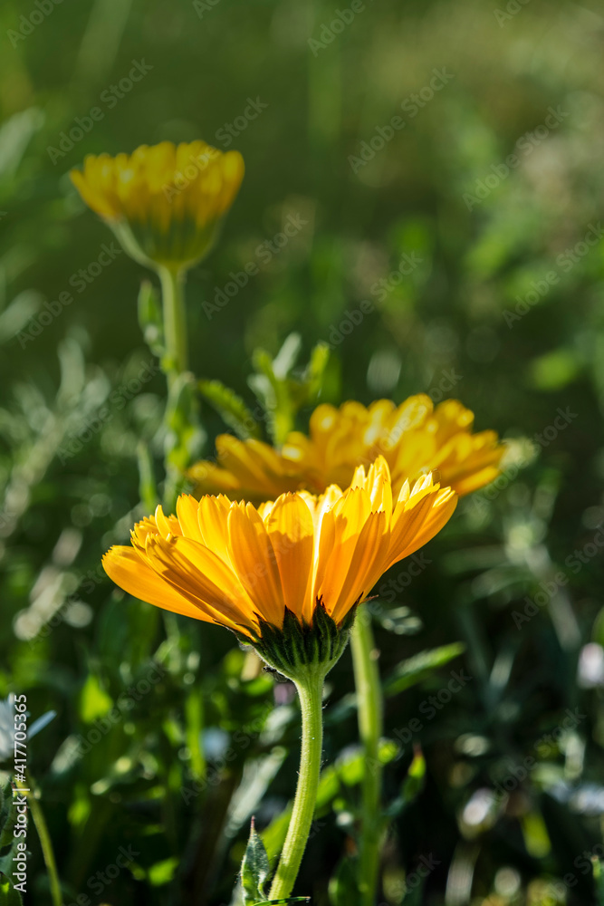 Calendula (Marigold flower) & leaf on green natural summer background. Calendula medicinal plant petals & herb leaves. Calendula (Marigold flower) & leaf on green natural summer background. Calendula medicinal plant petals & herb leaves.