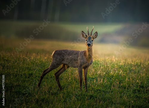 A beautiful portrait of young adult roe deer buck during spring sunrise. Springtime scenery of a male roe deer.