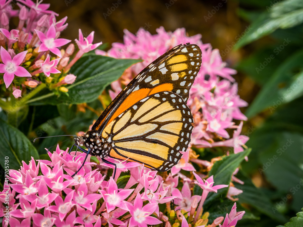 A single Viceroy Butterfly on pink flowers A single Viceroy Butterfly on pink flowers