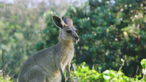 Young kangaroo on North Stradbroke Island, Australia photo