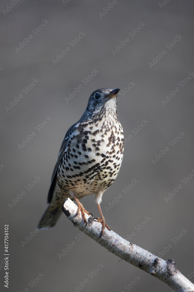 Grive draine Turdus viscivorus en gros plan Grive draine Turdus viscivorus en gros plan