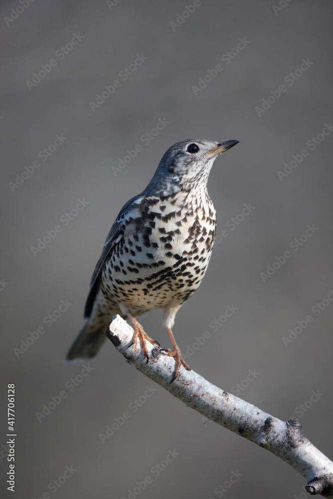 Grive draine Turdus viscivorus en gros plan Grive draine Turdus viscivorus en gros plan