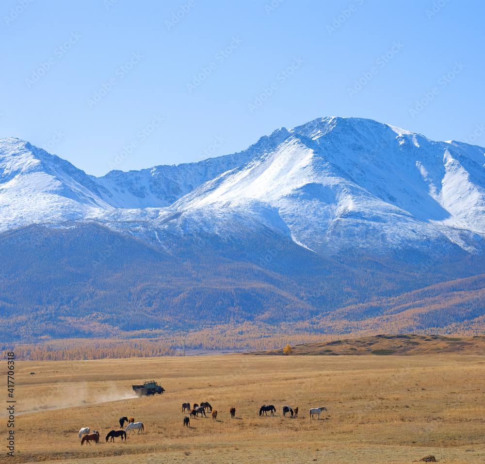 Herd of horses grazes in the background of mountains, Altai, Russia Herd of horses grazes in the background of mountains, Altai, Russia