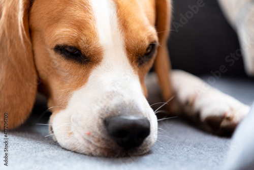 Beagle dog tired sleeps on a cozy sofa, couch, blanket