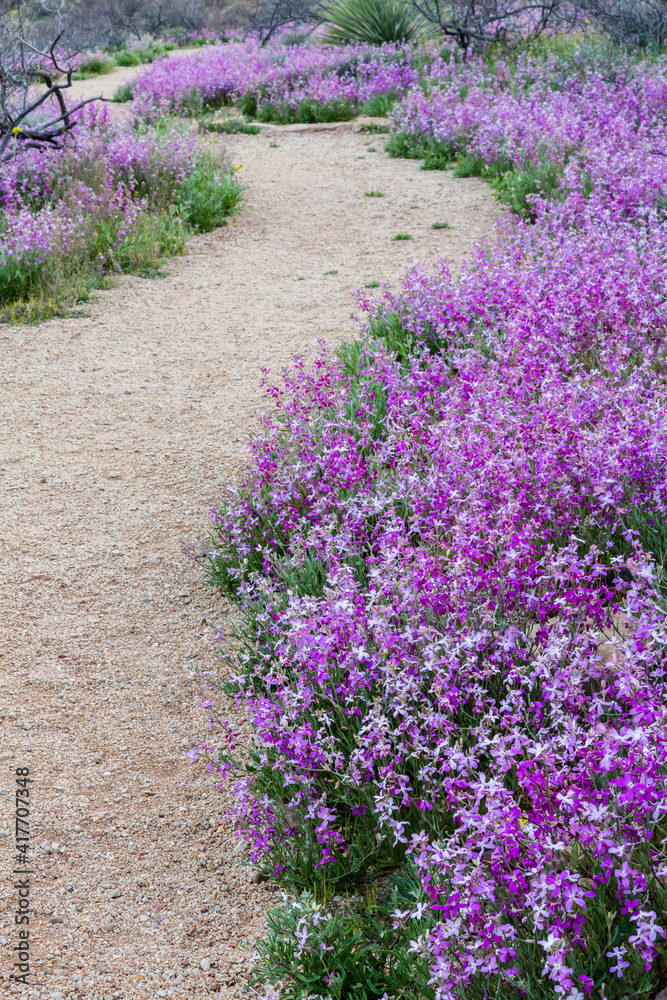 USA, Arizona, Globe, Round Mountain Park, Super bloom and trail. USA, Arizona, Globe, Round Mountain Park, Super bloom and trail.