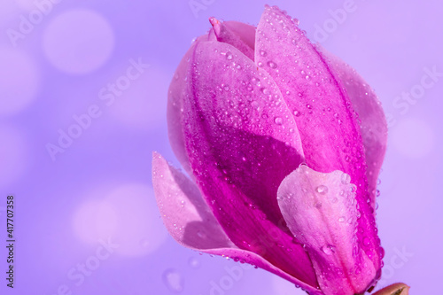 Blurred artistic photo. Close up of rain drops on a big Magnolia flower, selective focus. Light violet bokeh. High quality photo