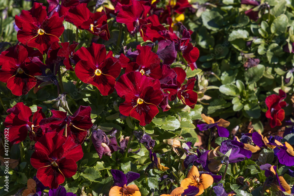Maroon pansies close-up Maroon pansies close-up