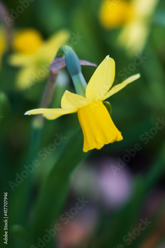 Yellow daffodils in the garden