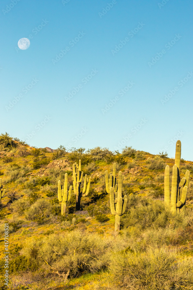 USA, Arizona, Peridot Mesa. Saguaro cactus and moon.