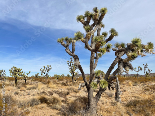 joshua tree national park