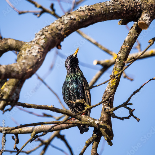 A beautiful common starling nesting in the garden. Starling singing and nesting in the spring. Beautiful spring scenery with a bird.