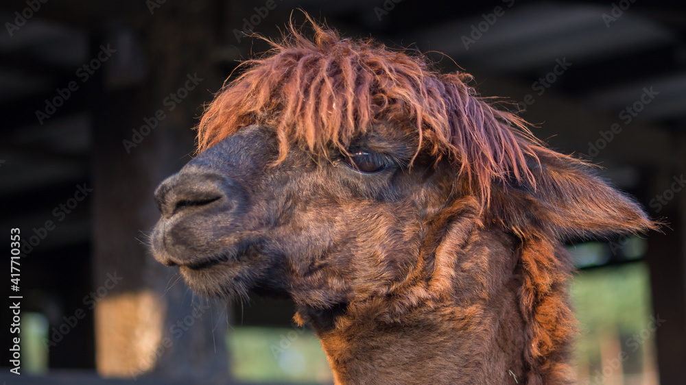 Fototapeta premium Brązowa głowa, owłosiony pyszczek alpaki