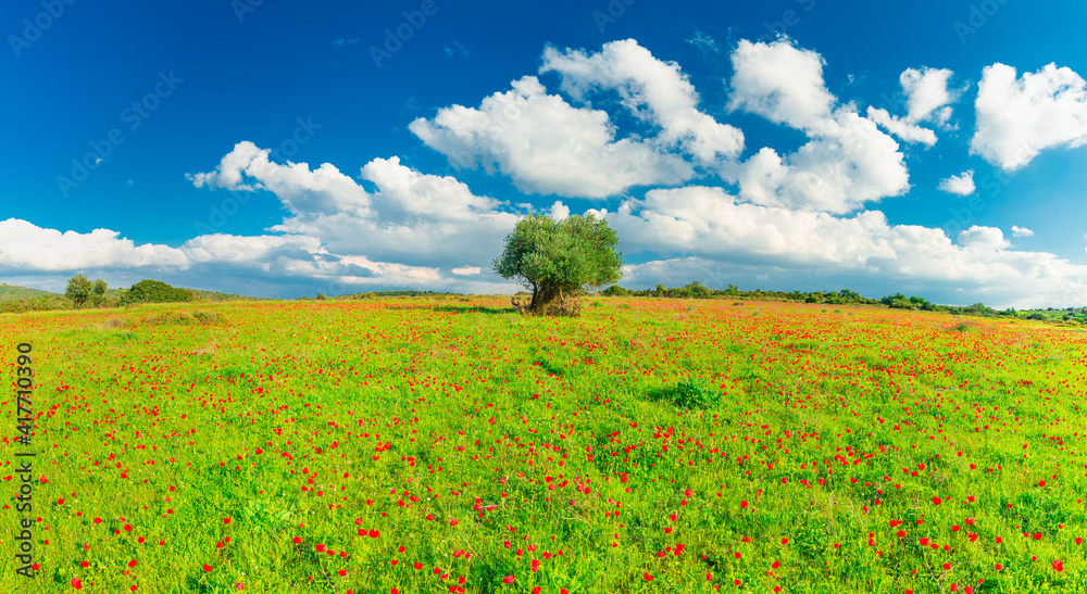 Panoramic View Of  Field With Beautiful blossoming red poppies and old olive tree in Judaean Hills near Jerusalem