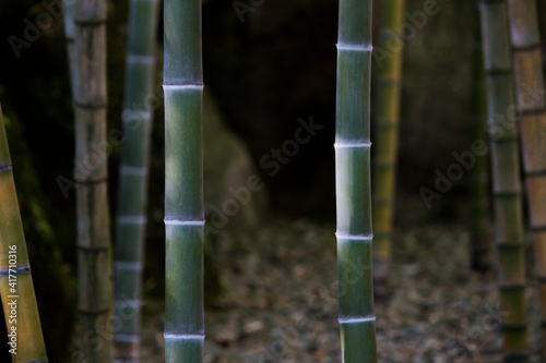 Japanese bamboo grove garden