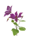 Beautiful violet clematis