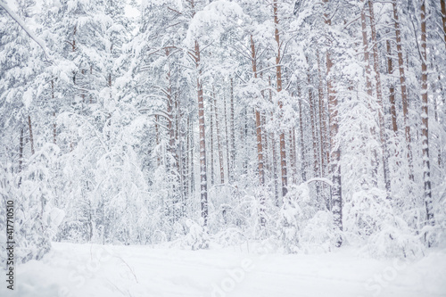 winter forest covered with white snow © Erika Parfenova