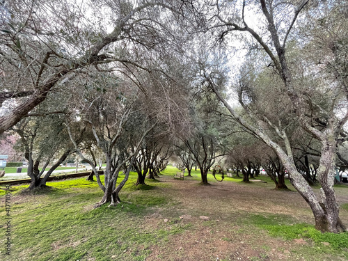 spring in the park
