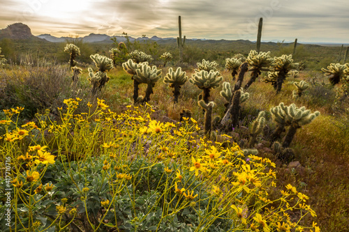 USA, Arizona, Superstition Wilderness. Backlit cholla cactus and brittlebush in desert. photo