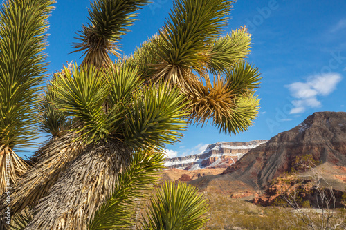 USA  Arizona  Virgin River Canyon Recreation Area. Joshua trees and snow on mountain.